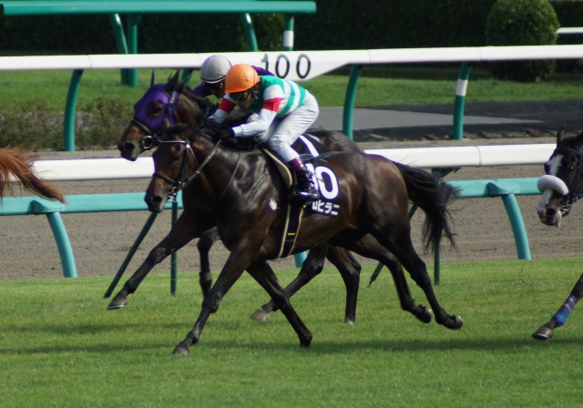 行川特別 アロヒラニ