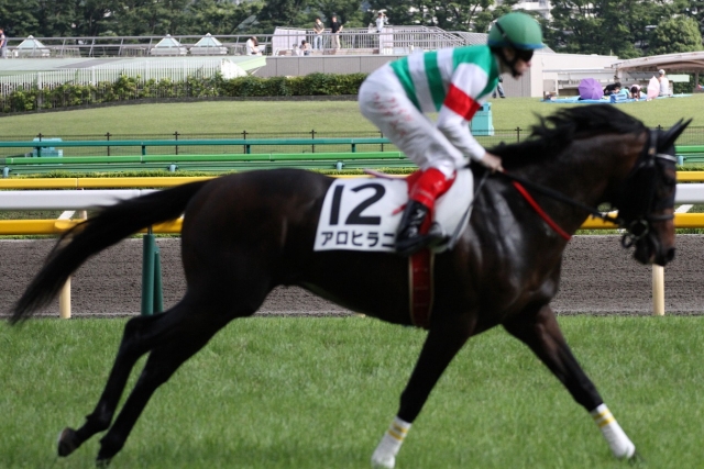 2013/6/16  ３歳上５００万下 アロヒラニ