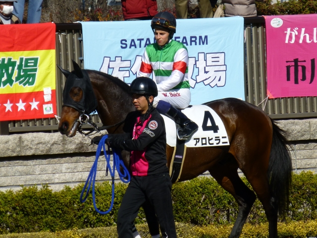 ２月９日東京８Rパドック アロヒラニ
