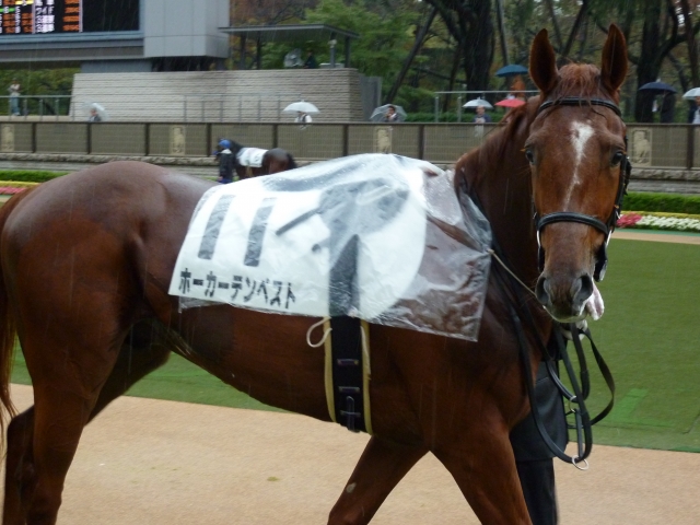 １０月２２日３ＲパドックⅡ ホーカーテンペスト