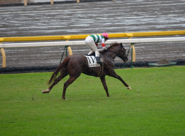 2011年10月22日　東京競馬場　未勝利戦 ホーカーテンペスト