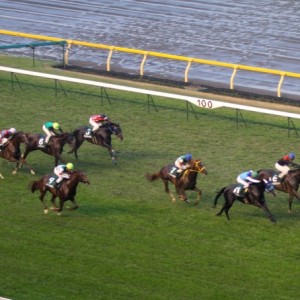 2011年11月19日　東京スポーツ杯2歳ステークス