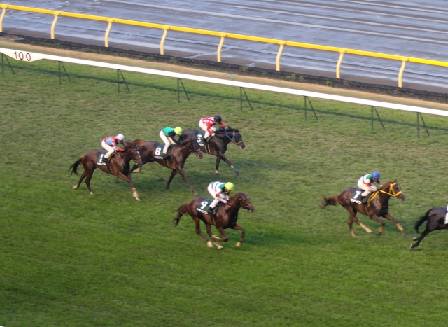 2011年11月19日　東京スポーツ杯2歳ステークス ホーカーテンペスト