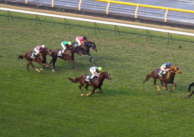 2011年11月19日　東京スポーツ杯2歳ステークス ホーカーテンペスト
