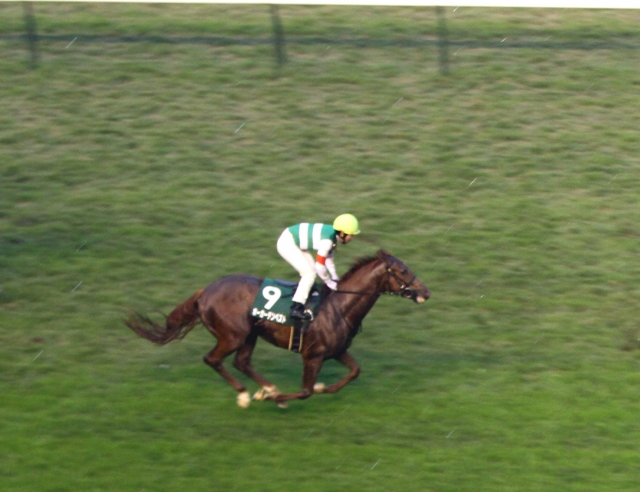 2011年11月19日　東京スポーツ杯2歳ステークス ホーカーテンペスト