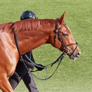 2013年3月16日　韓国馬事会杯