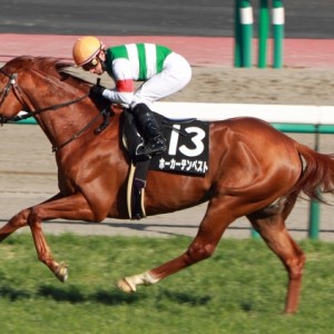 2013年3月16日　韓国馬事会杯