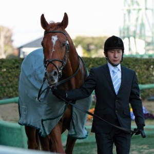 2013年3月16日　韓国馬事会杯