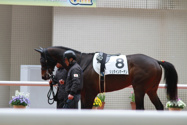 1800未勝利（ダート）パドック シュタインガーデン