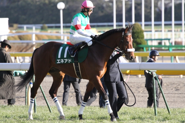 第４６回　共同通信杯　返し馬 エネアド