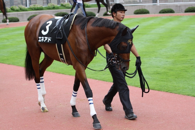 五頭連峰特別　パドック エネアド