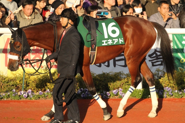 ラジオNIKKEI杯　パドック エネアド