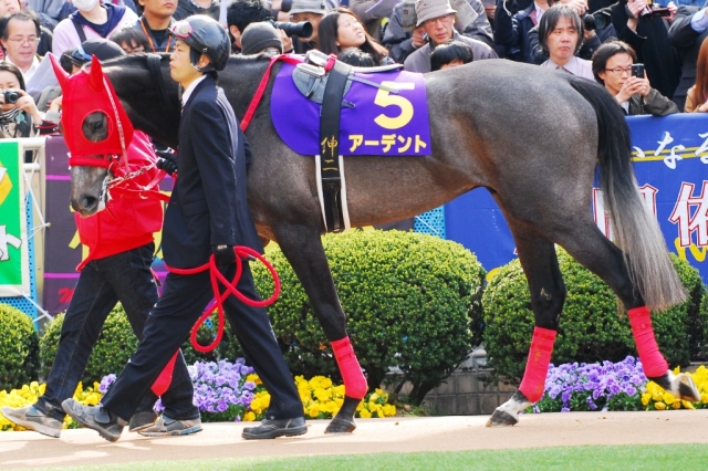 皐月賞 アーデント
