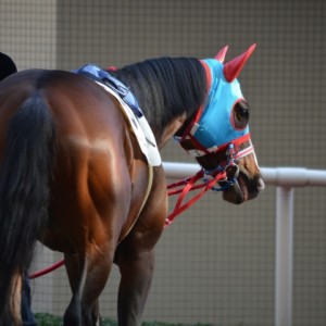 2013/03/23阪神最終Ｒパドック