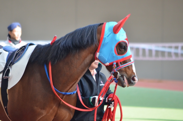 2013/03/23阪神最終Ｒパドック ヴァリアシオン
