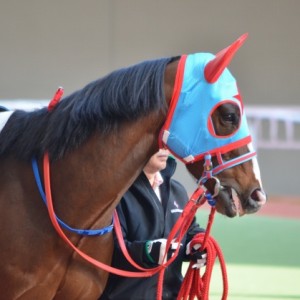 2013/03/23阪神最終Ｒパドック