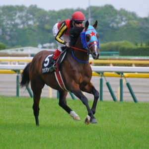 葉山特別返し馬