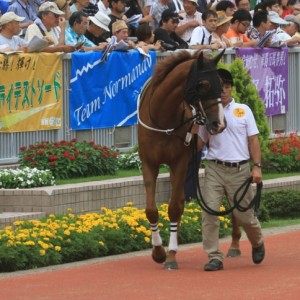 新潟3歳以上500万以下（パドック）