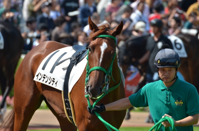 新馬戦パドック インテンシティ