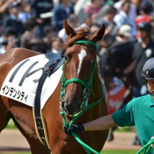 新馬戦パドック