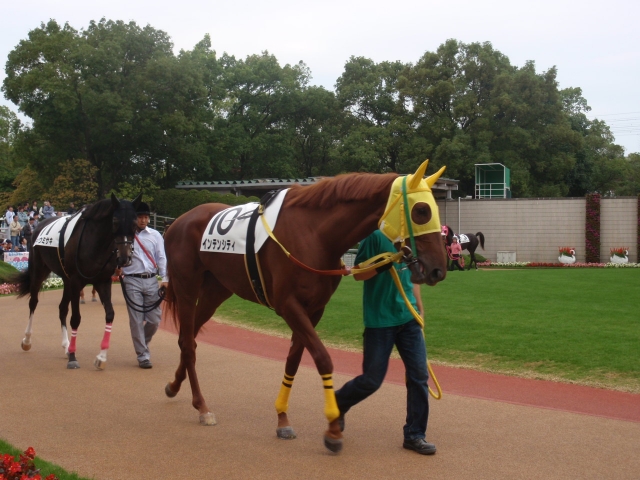 未勝利戦パドック1 インテンシティ