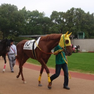 未勝利戦パドック1
