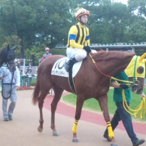 未勝利戦パドック4
