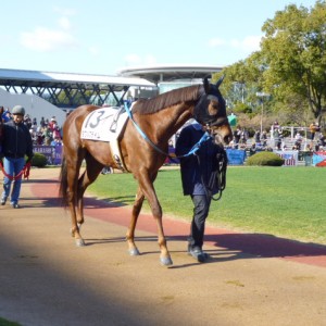 2回京都5日目 サラ系3歳未勝利 ダ1200m