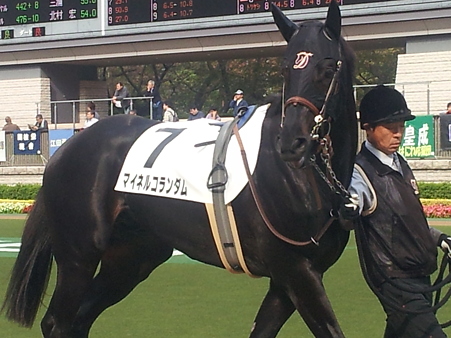東京・未勝利・芝1600m マイネルコランダム