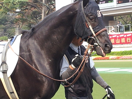東京・未勝利・芝1600m マイネルコランダム
