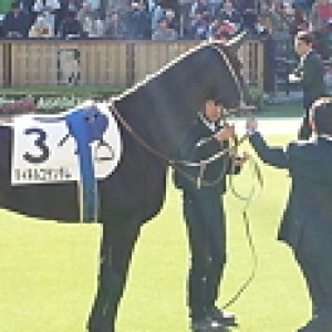 11/26 東京3R ２歳未勝利 芝1600m