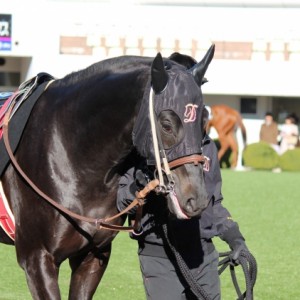 12/17 中山 ひいらぎ賞