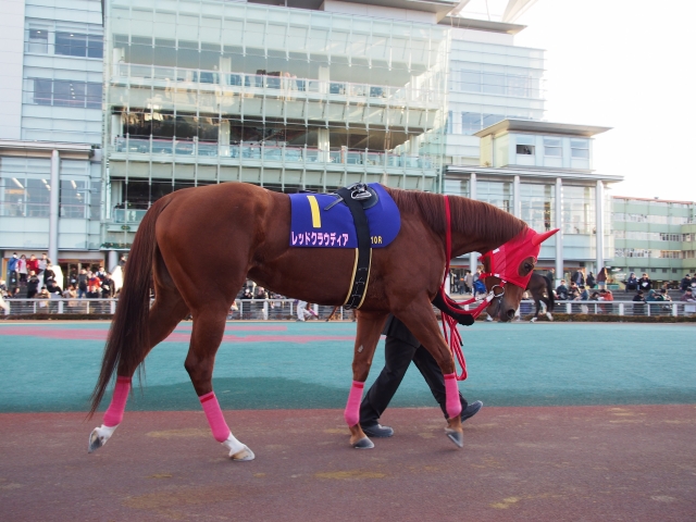 第7回　東京シンデレラマイル競走 レッドクラウディア