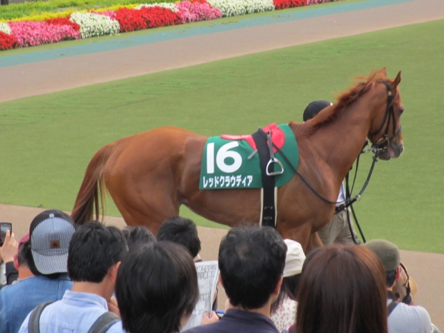 2012年6月3日ユニコーンS パドック1 レッドクラウディア