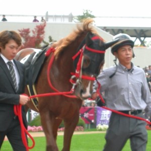 2011.11.20　もちの木賞パドック