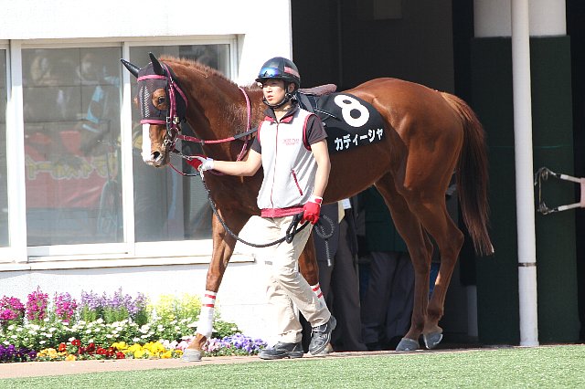 中山競馬場房総特別パドック カディーシャ