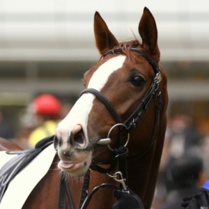 2012年1月21日 中山競馬場 第5R