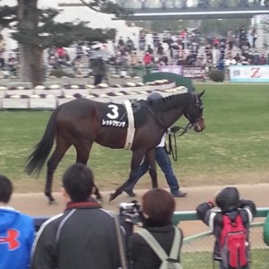 大津特別  パドック