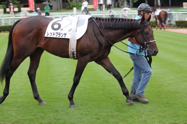 レッドグランザ　新馬戦パドック レッドグランザ