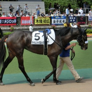 2013・05・25　東京8R　2着時　パドック　