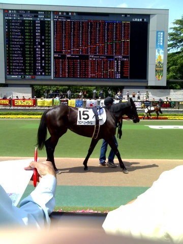 4歳500万下　初芝　パドック ラズベリータイム