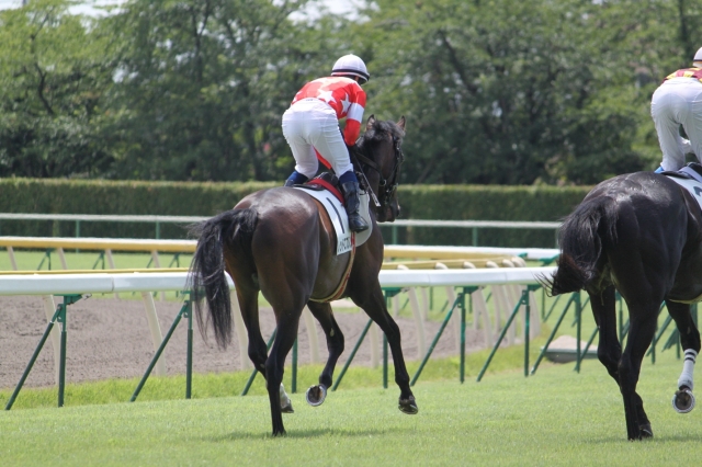 レッドロブレス　新馬戦　返し馬 レッドロブレス