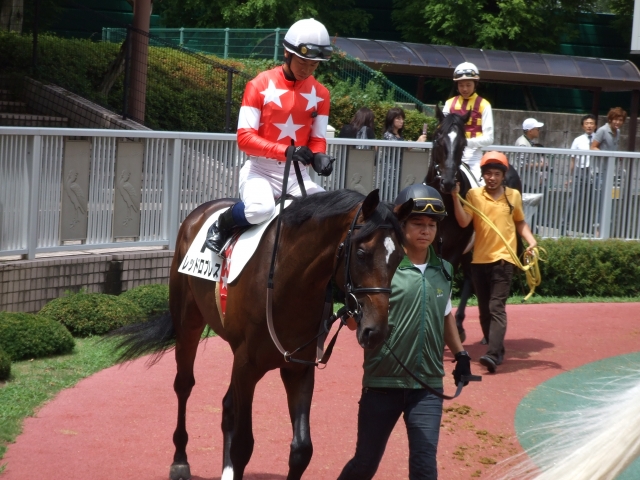 新馬戦パドック③ レッドロブレス