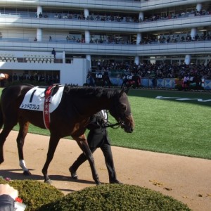 12月18日2歳未勝利パドック1