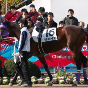 新馬戦パドック①