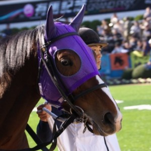 新馬戦パドック②