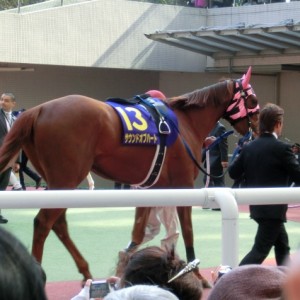 桜花賞パドック