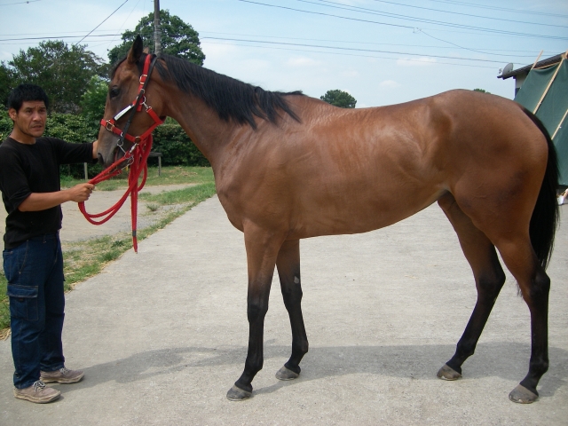 千葉菅井牧場内ジョイナスファームで リムピッドメロディ