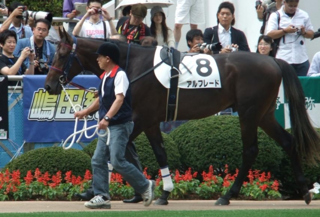 新馬戦　パドック アルフレード