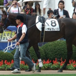 新馬戦　パドック